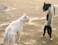 Gato lutador de kung fu